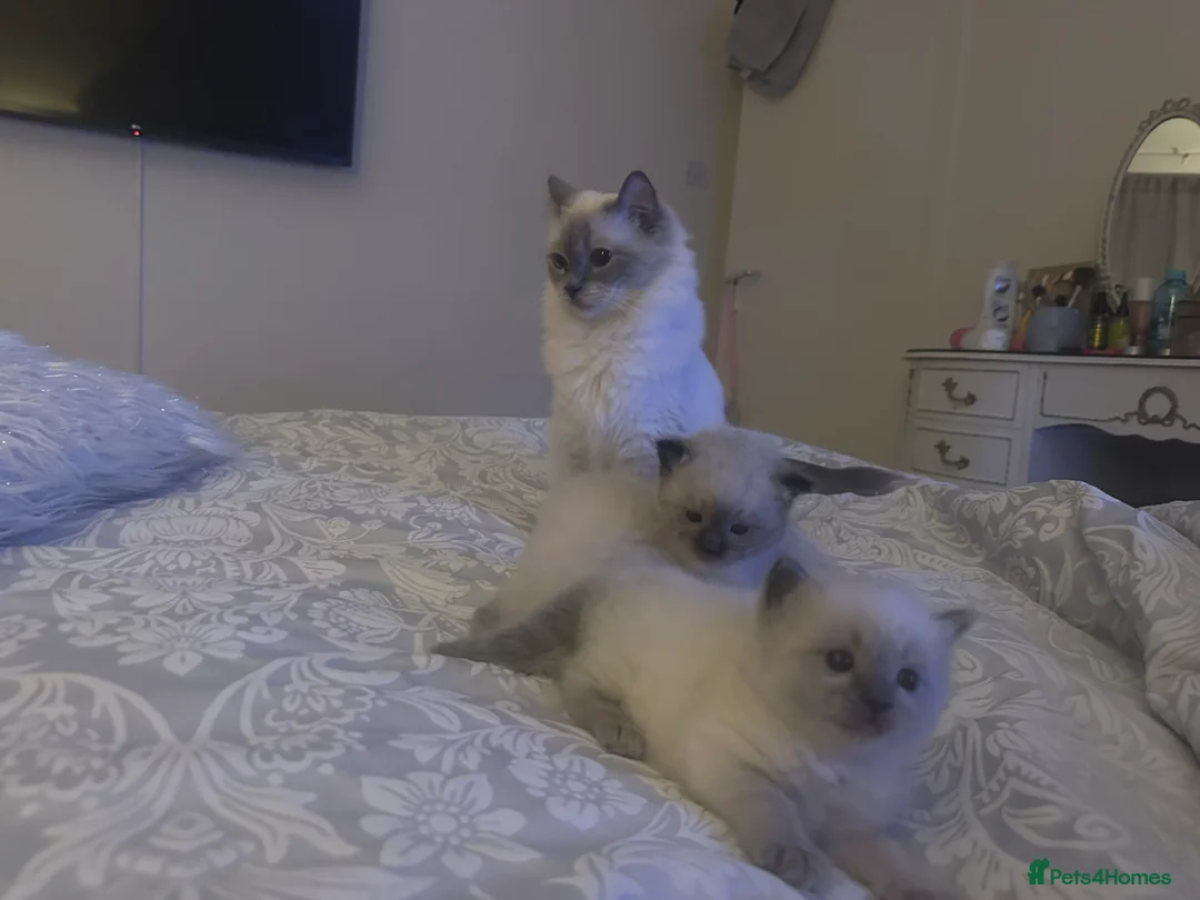 Ragdoll cats for sale: Ragdoll Kittens - Advert 3
