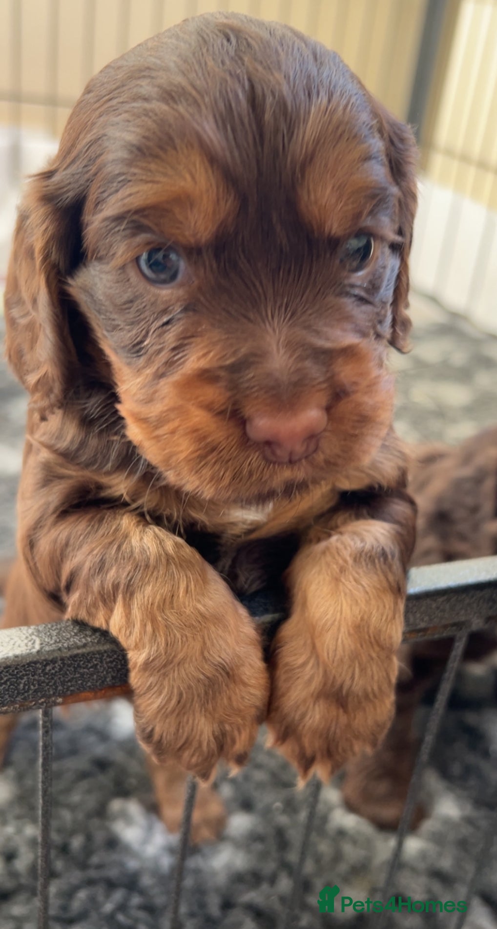 Cocker Spaniel dogs Beautiful cocker spaniel pups  - Advert 1