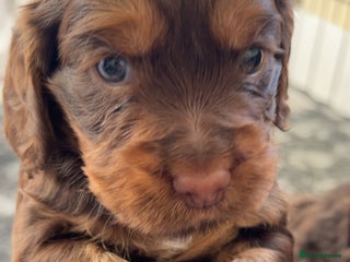 Cocker Spaniel dogs Beautiful cocker spaniel pups - Advert 13