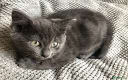 British Shorthair cats for sale: Two Beautiful British Shorthair Boys - Image 12