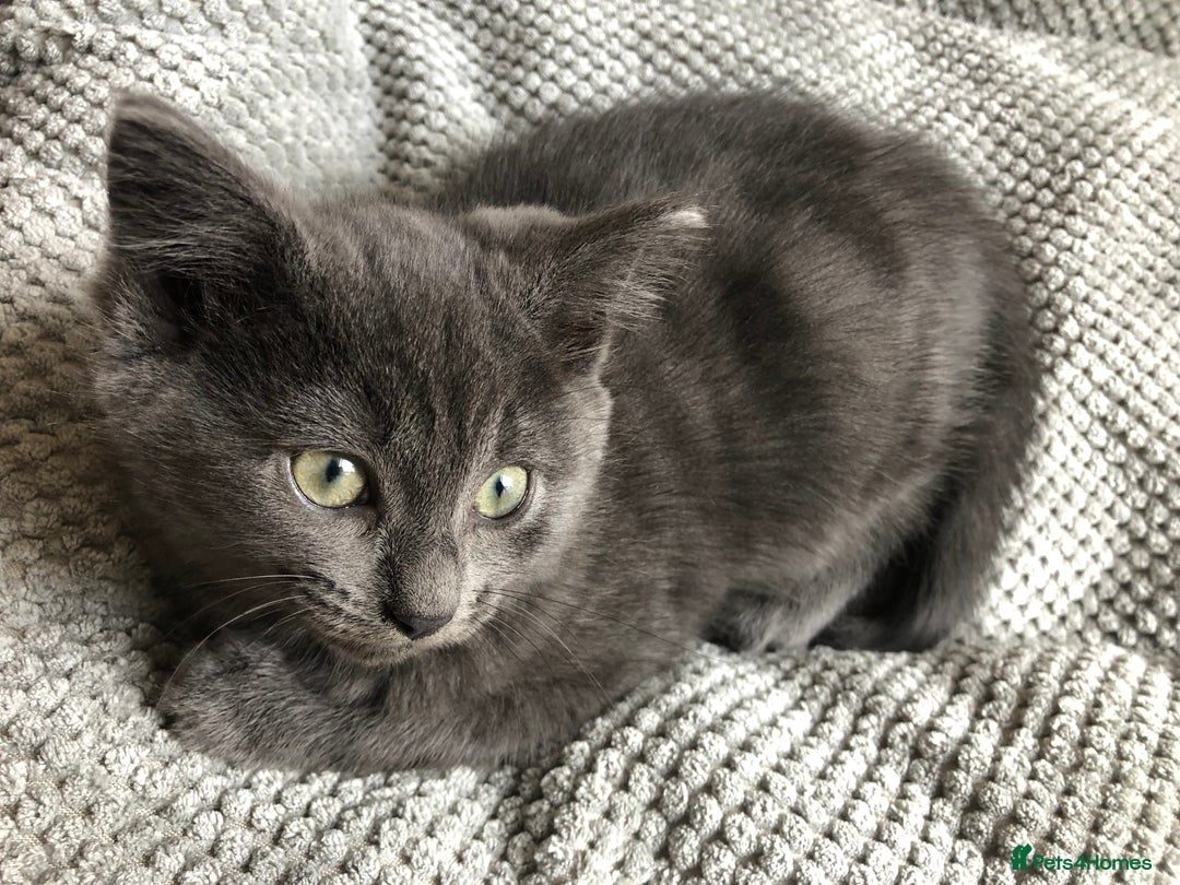 British Shorthair cats for sale: Two Beautiful British Shorthair Boys - Image 12