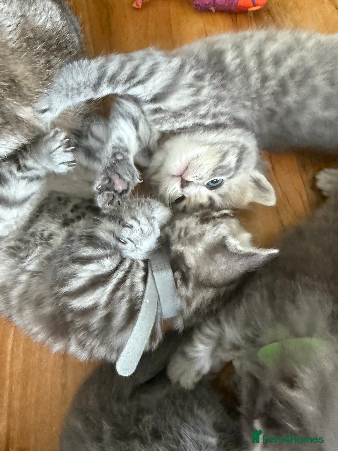 Scottish Fold cats for sale: Scottish fold kittens  - Image 4