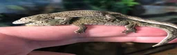 Gecko reptiles for sale: Chameleon gecko occidentalis,Vieillard's,agricolae - Advert 4