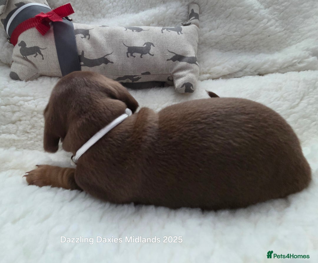 Miniature Dachshund dogs for sale: Shorthaired Minature Daschunds  - Image 36