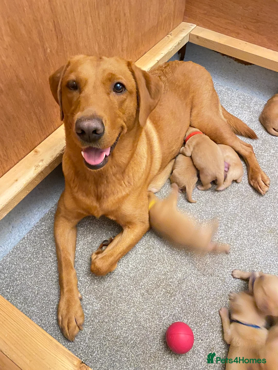 Labrador Retriever dogs for sale: CLOSED - Fox Red Labrador puppies.  - Advert 25