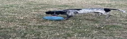 Mixed Breed dogs for sale: Buddy in Batley - Advert 2
