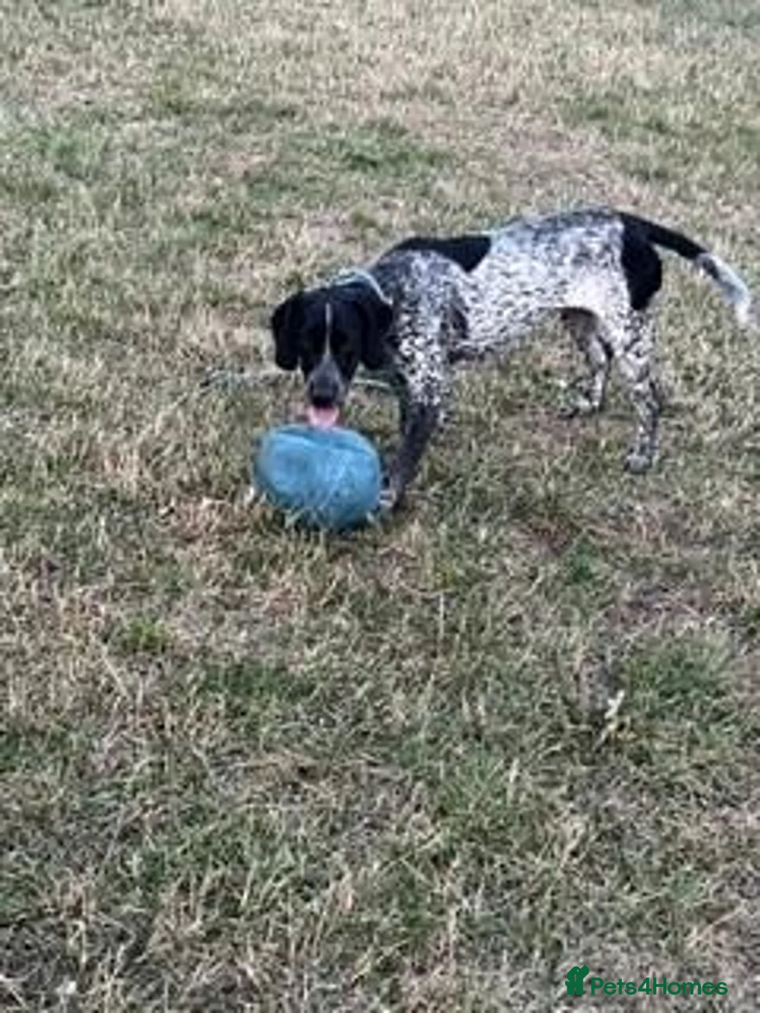 Mixed Breed dogs for sale: Buddy in Batley - Advert 2