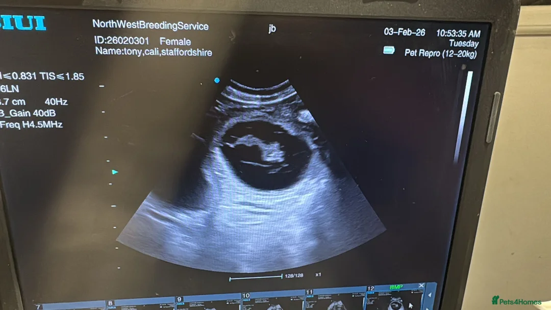 Staffordshire Bull Terrier dogs for sale: FUTURE LITTER ANNOUNCEMENT - Advert 9