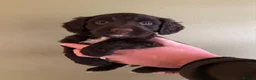 Sprocker dogs for sale: 5* F1 Sprocker Puppies - Advert 1