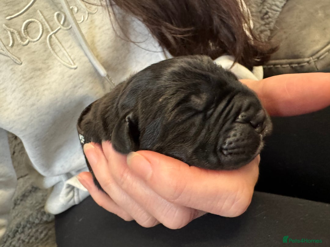 Neapolitan Mastiff dogs for sale: Neapolitan mastiff puppies  - Image 15