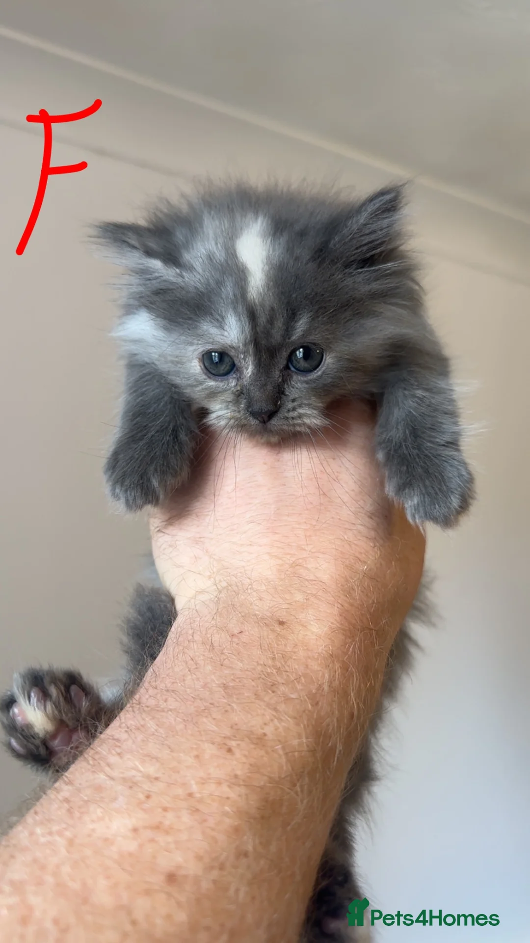 Mixed Breed cats for sale: Last 3!! Maincoon x Persian ready to leave  - Advert 2