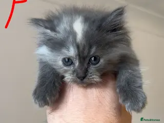 Mixed Breed cats Maincoon x Persian ready to leave - Advert 16