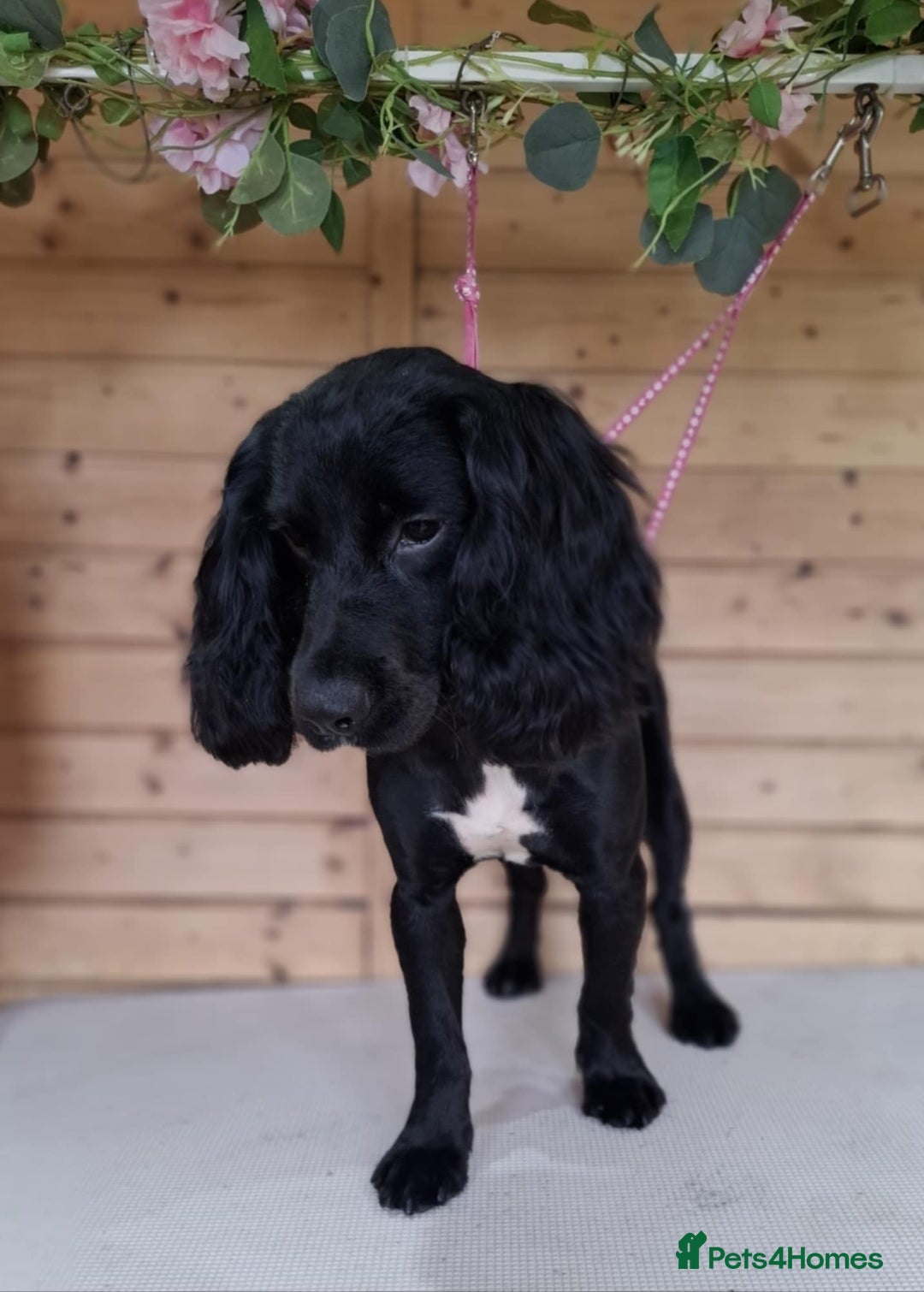 Cocker Spaniel dogs for sale: Cocker spaniel dog  - Image 1