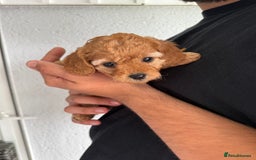 Cavapoo dogs for sale: 6 Beautiful Toy Cavapoo Girls  - Image 8