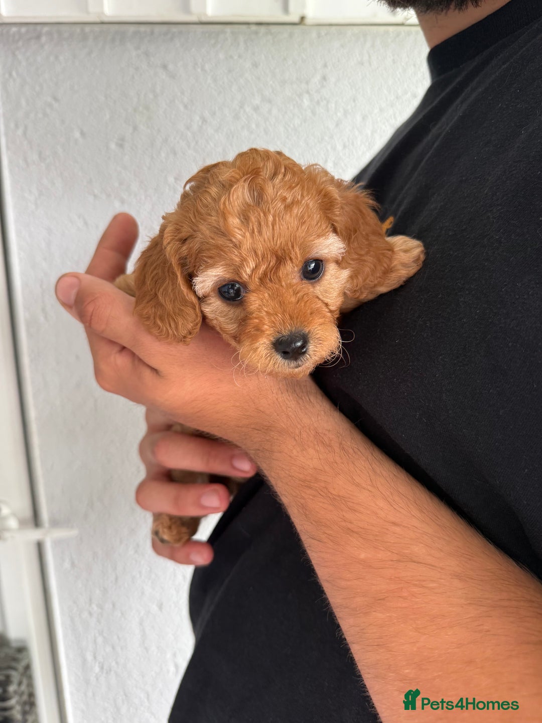 Cavapoo dogs for sale: 6 Beautiful Toy Cavapoo Girls  - Image 8