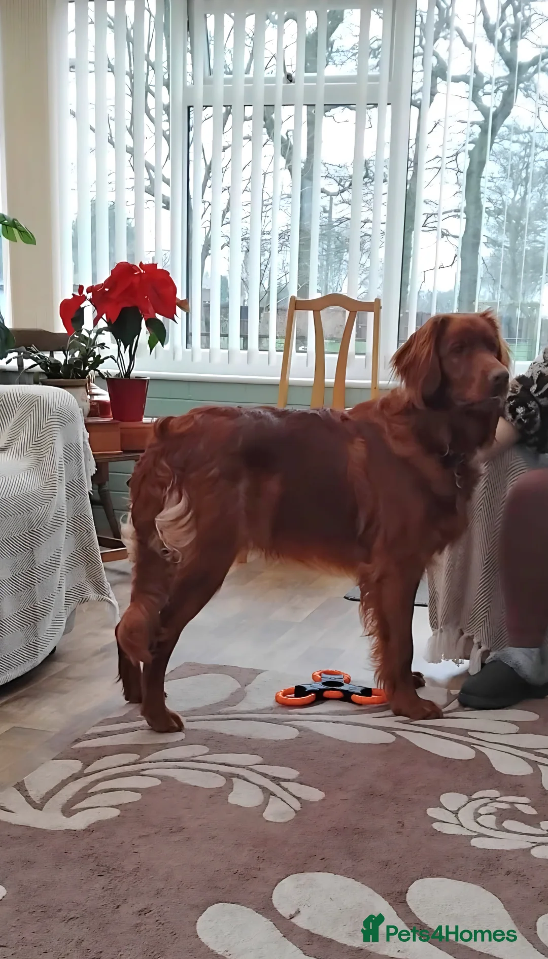Mixed Breed dogs for sale: Irish Setter For sale - Advert 9