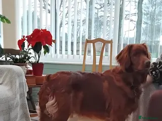 Mixed Breed dogs Irish Setter For sale - Advert 10