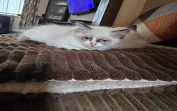 Ragdoll cats for sale:  ragdoll kittens parents gccf registered  - Image 21