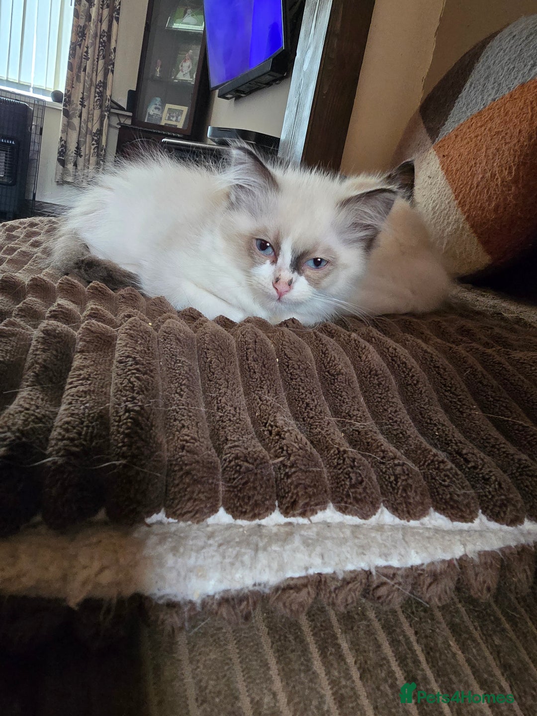 Ragdoll cats for sale:  ragdoll kittens parents gccf registered  - Image 21