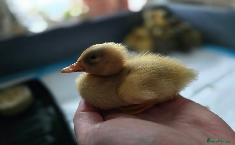 Ducks poultry - Advert 4