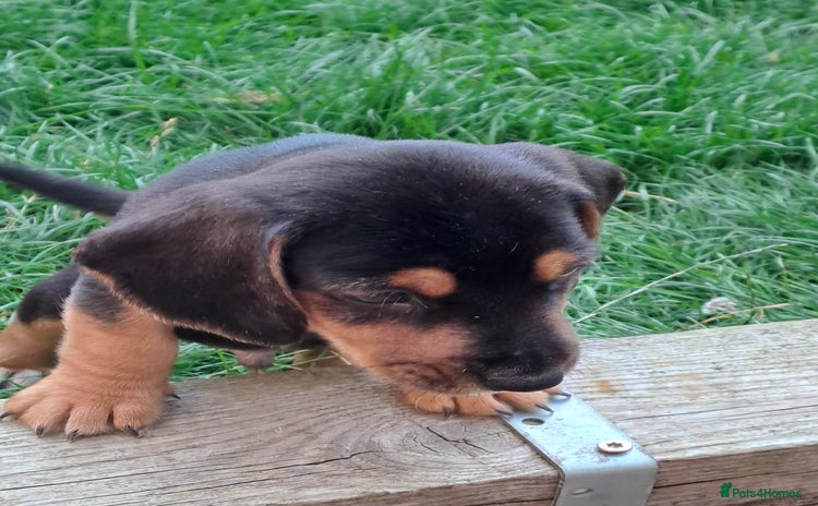 Mixed Breed dogs - Advert 16