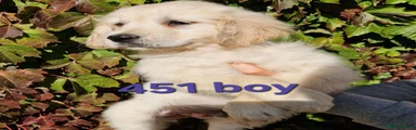 Golden Retriever 3