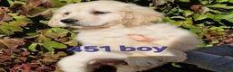 Golden Retriever dogs for sale: Stunning Golden Retrievers - Advert 17