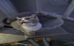 British Shorthair cats for sale: British short hair boy ready now - Image 2