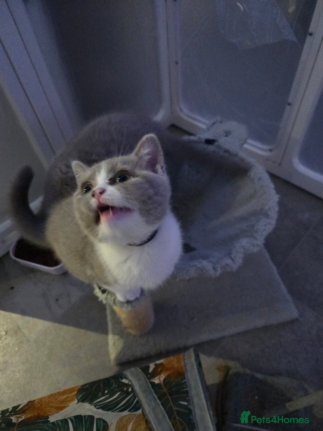 British Shorthair cats for sale: British short hair boy ready now - Image 2