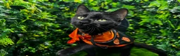 Egyptian Mau cats for sale: TICA Registered Smoke Egyptian Mau last 2 females  - Advert 9