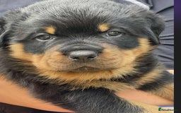 Rottweiler dogs for sale: KC Reg Rottweiler  - Image 2