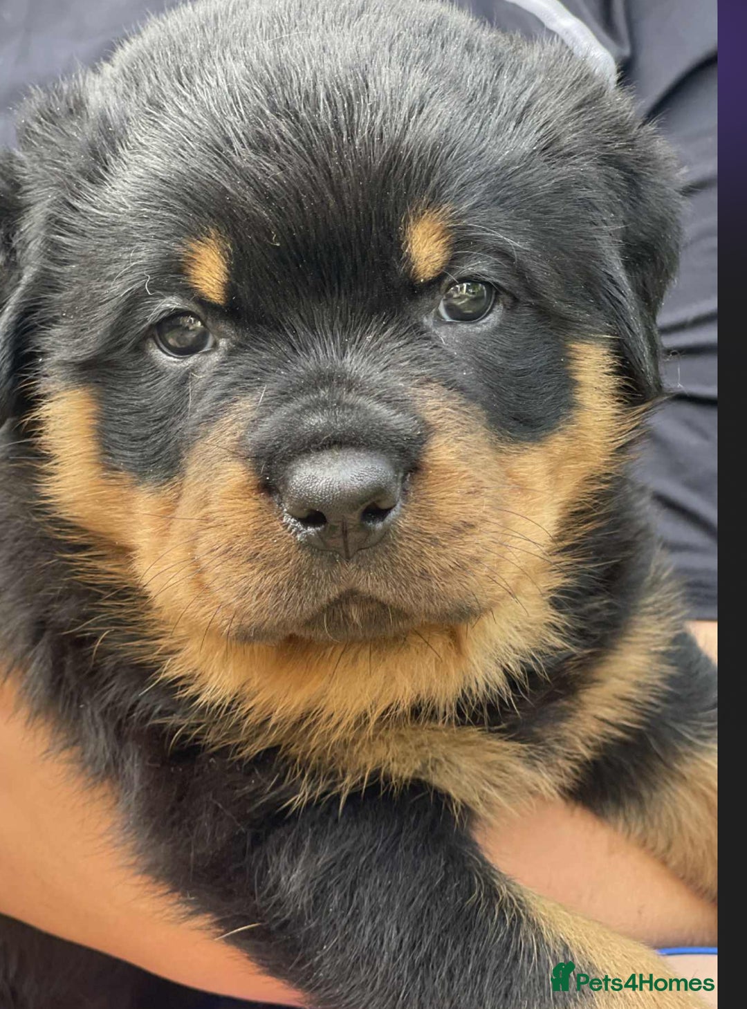 Rottweiler dogs for sale: KC Reg Rottweiler  - Image 2