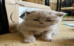 British Shorthair cats for sale: 4 beautiful lilac and blue kittens. - Advert 17