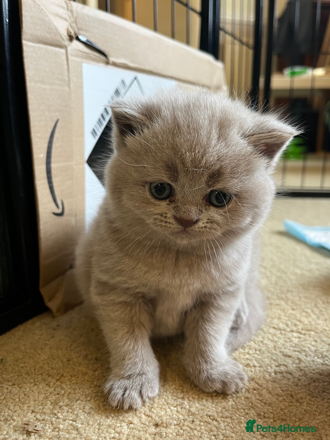 British Shorthair cats for sale: 4 beautiful lilac and blue kittens. - Advert 17