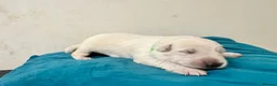 German Shepherd dogs for sale: EXCEPTIONAL WHITE GERMAN SHEPHERD PUPPIES FOR SALE - Advert 10
