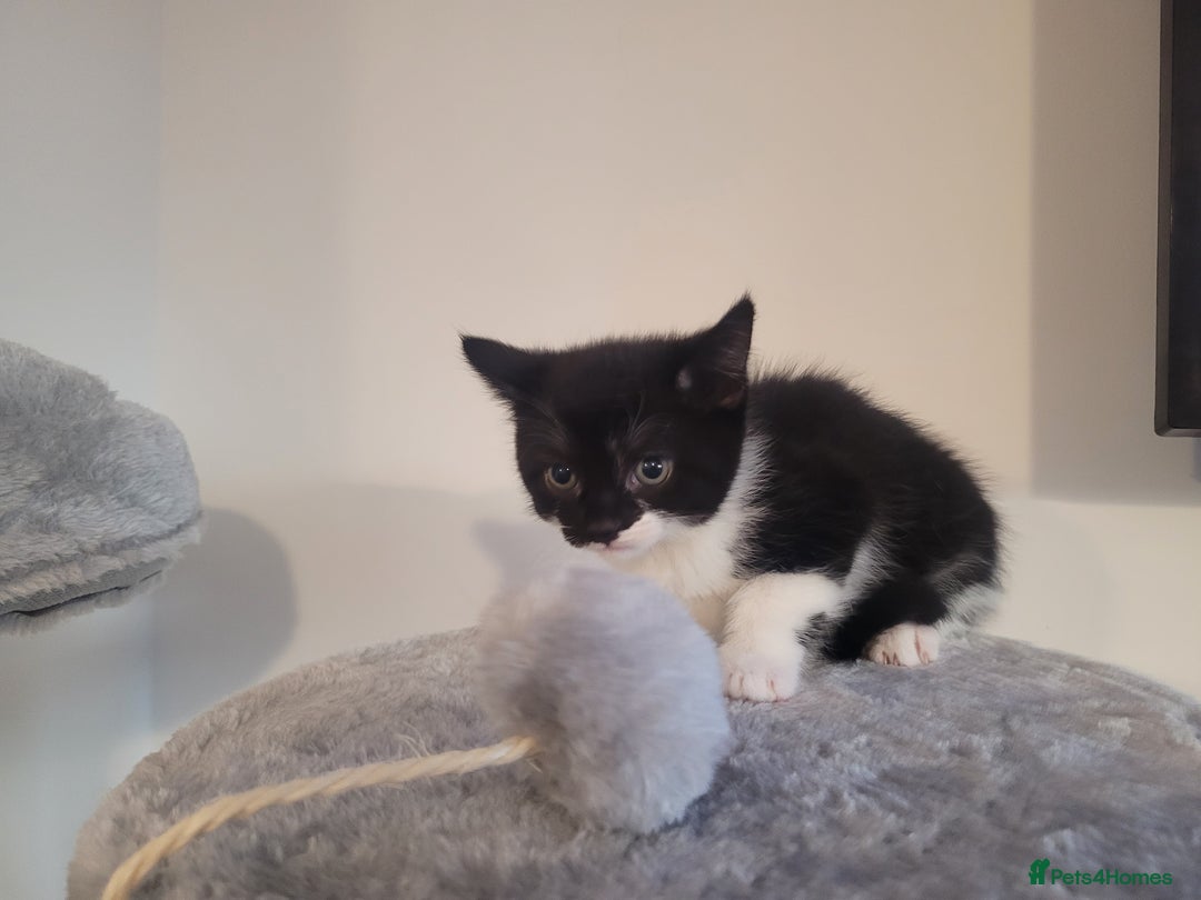 Mixed Breed cats for sale: Mixed British blue kittens  - Image 20