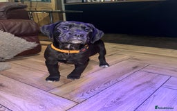 Mixed Breed dogs for sale: Boxador puppies for sale  - Image 5