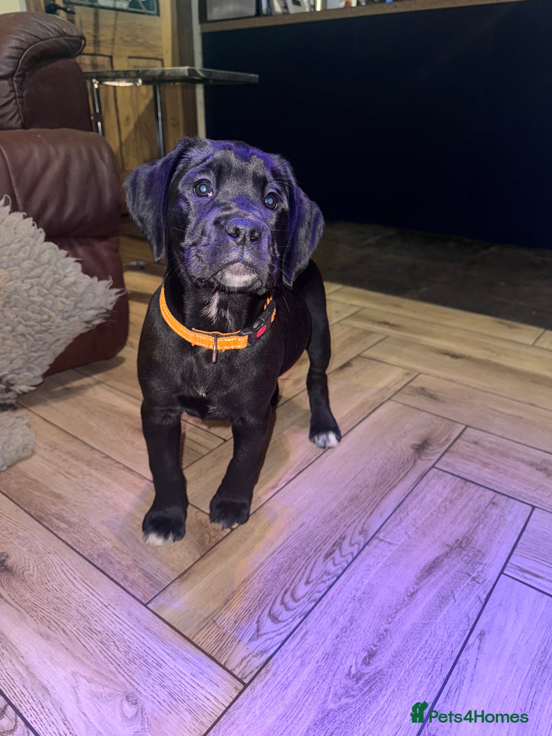 Mixed Breed dogs for sale: Boxador puppies for sale  - Image 5