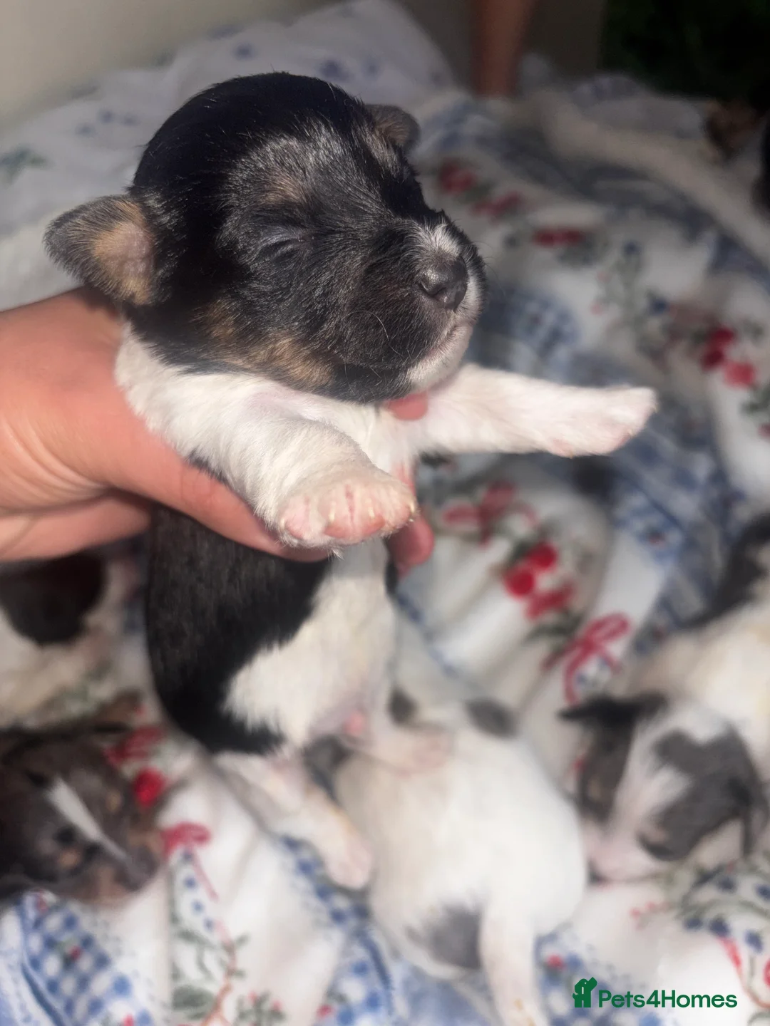 Mixed Breed dogs for sale: Terriers for new homes  - Advert 15