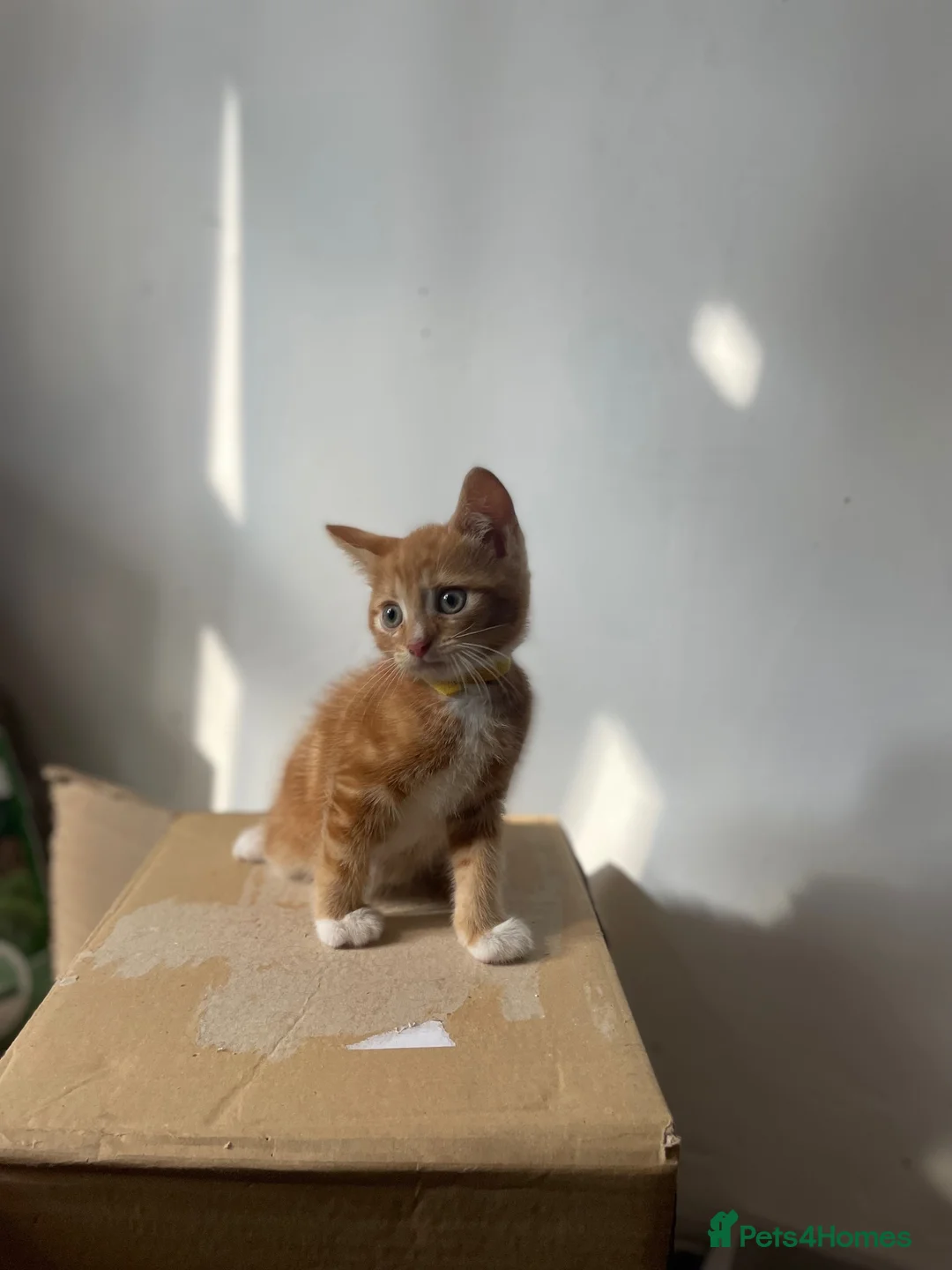 Domestic Shorthair cats for adoption: Maple & Birch, 11 weeks old - Advert 6
