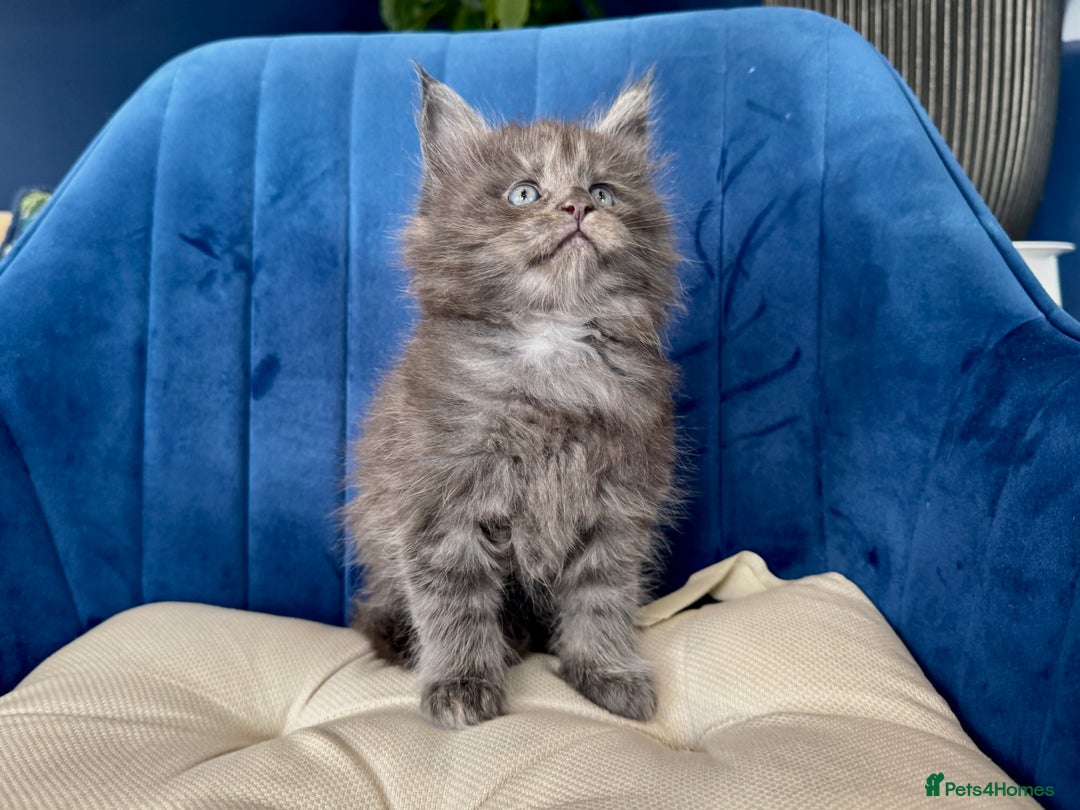 Maine Coon cats for sale: Maine coon kittens - Advert 8