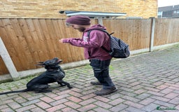 Mixed Breed dogs for sale: Bear - Staffy X German Shepherd - Image 25
