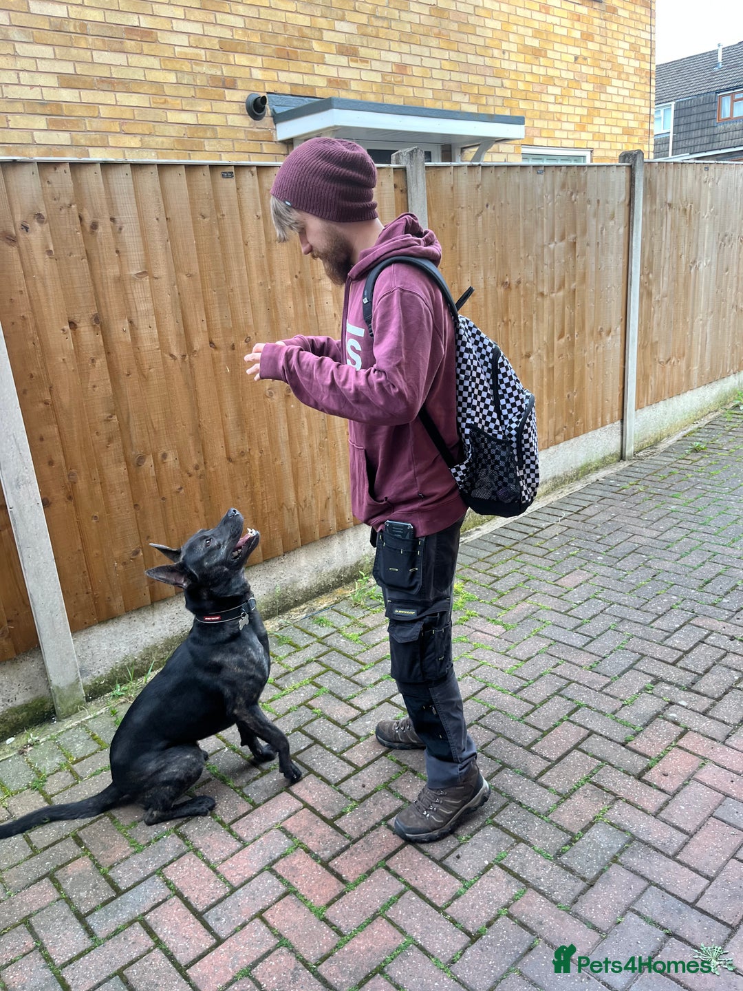 Mixed Breed dogs for sale: Bear - Staffy X German Shepherd - Image 25