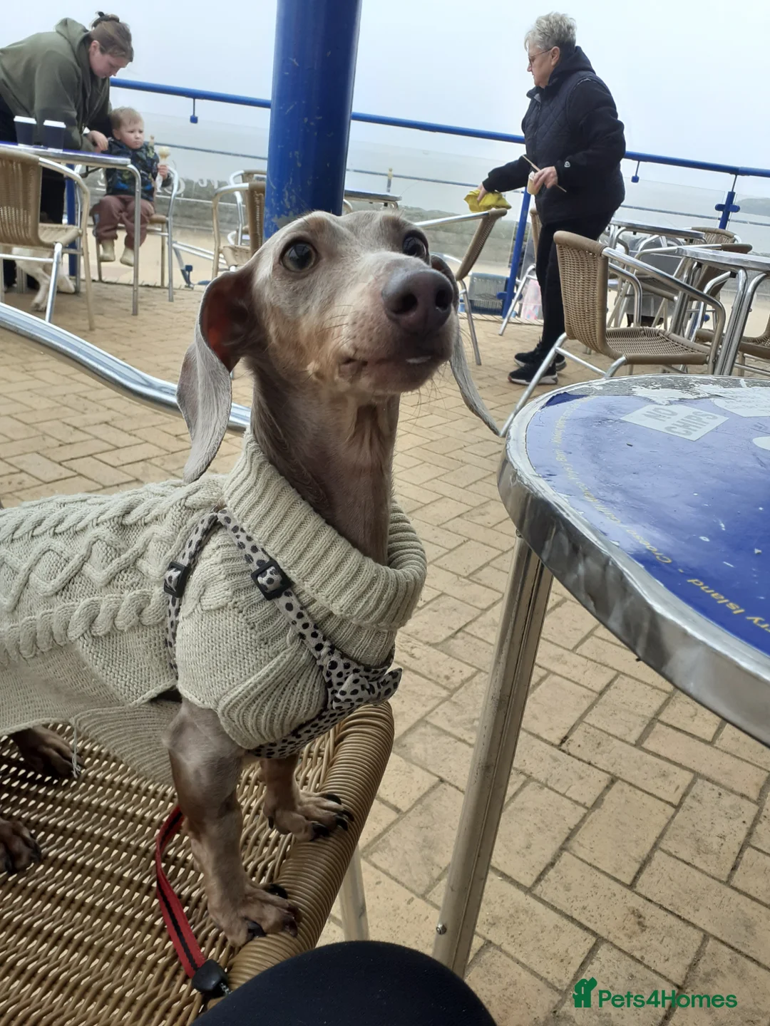 Dachshund dogs for sale: Dauchaund  in New Tredegar - Advert 3