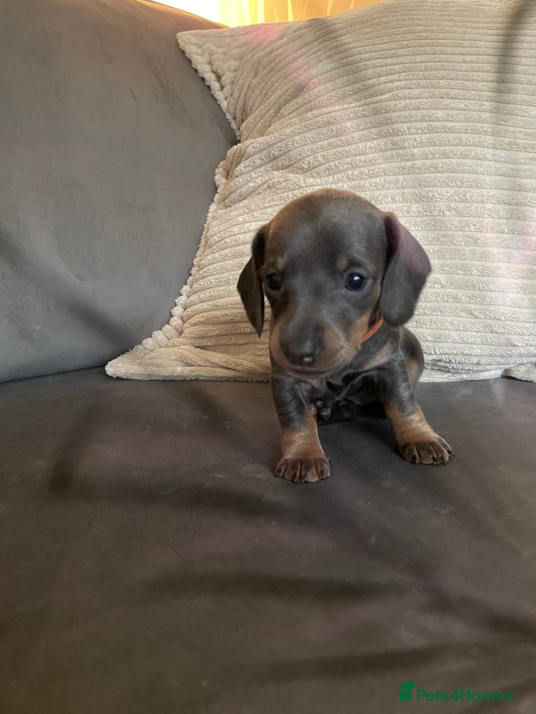 Miniature Dachshund dogs for sale: Miniature Dachshund puppies-ready early December  - Advert 3
