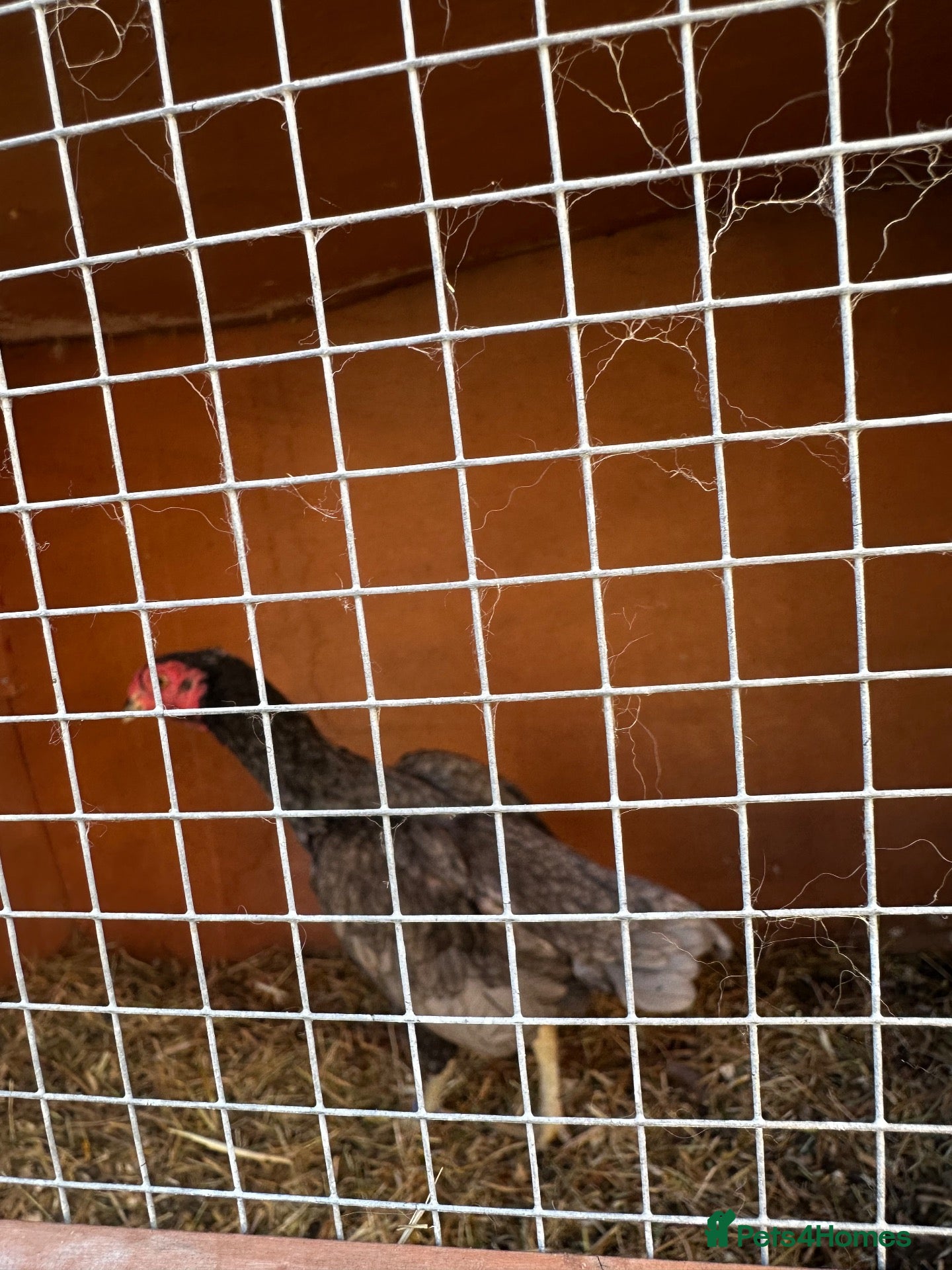 Chickens poultry Hen ko sharma - Advert 11