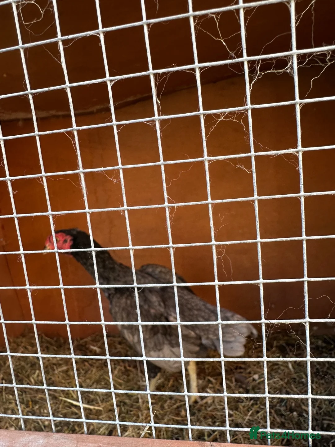Chickens poultry for sale: Hen ko sharma - Advert 1