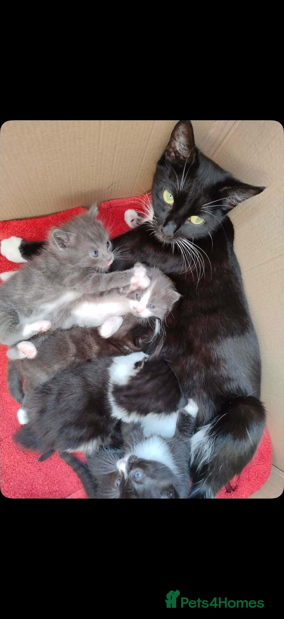 Mixed Breed cats 3 girls looking for new homes - Advert 3