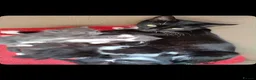 Mixed Breed cats for sale: 3 girls looking for new homes in Doncaster - Advert 1