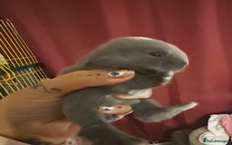 Lionhead rabbits for sale: 4 baby Lionhead rabbits - Advert 31